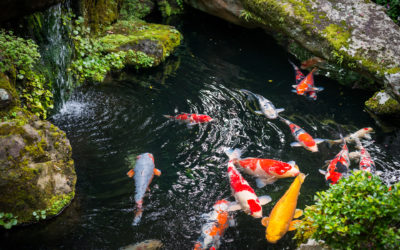 Where Do Koi Come From? The History of Koi