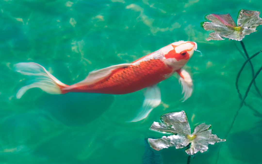 Frequently Asked Questions About Koi