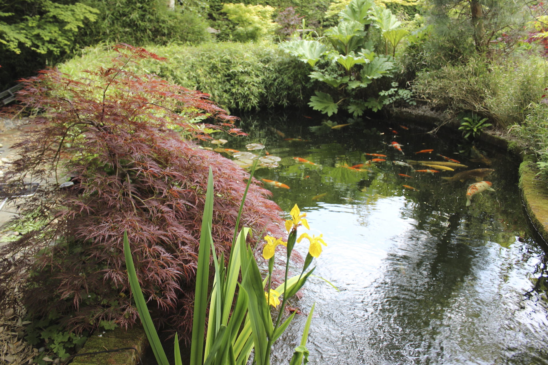 Fish Ponds: A Brief History