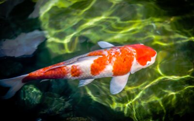 The Art of Koi Feeding: Raising Healthy & Vibrant Fish